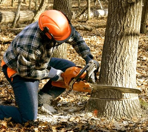 Tree Removal in Kendalia, TX